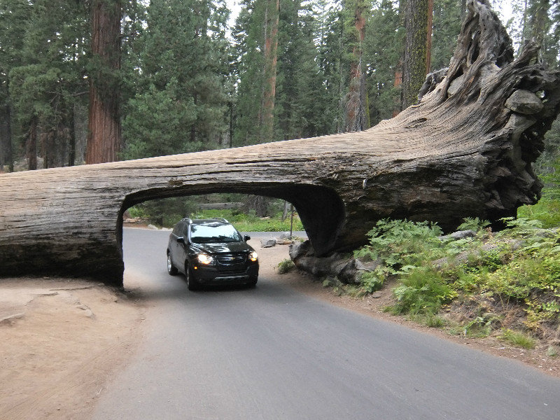 Tunnel tree