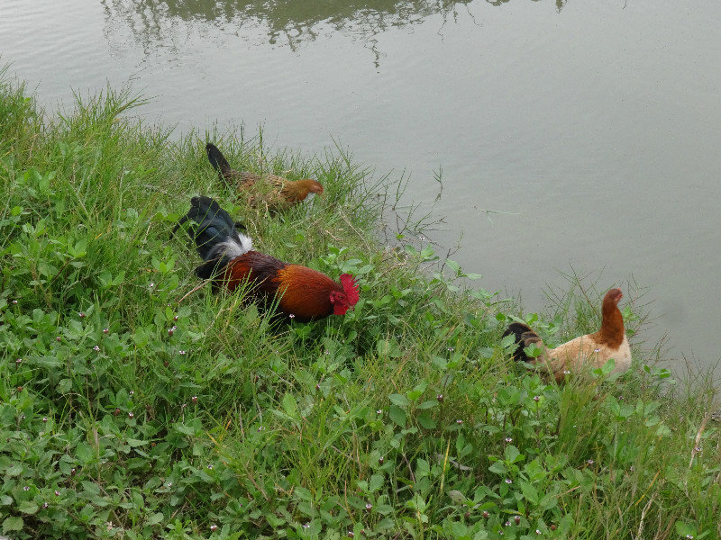 some of the many Ayampe roosters