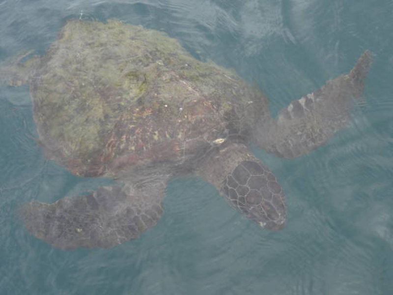 Isla de la Plata - Sea turtle