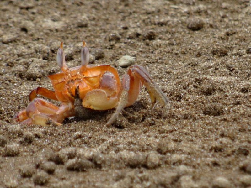 Isla de la Plata - Crab