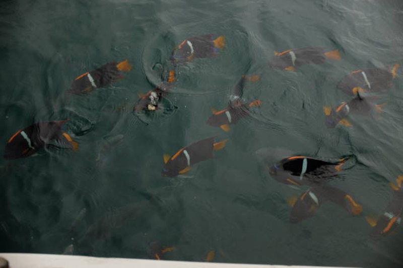 Isla de la Plata - Feeding the fishes
