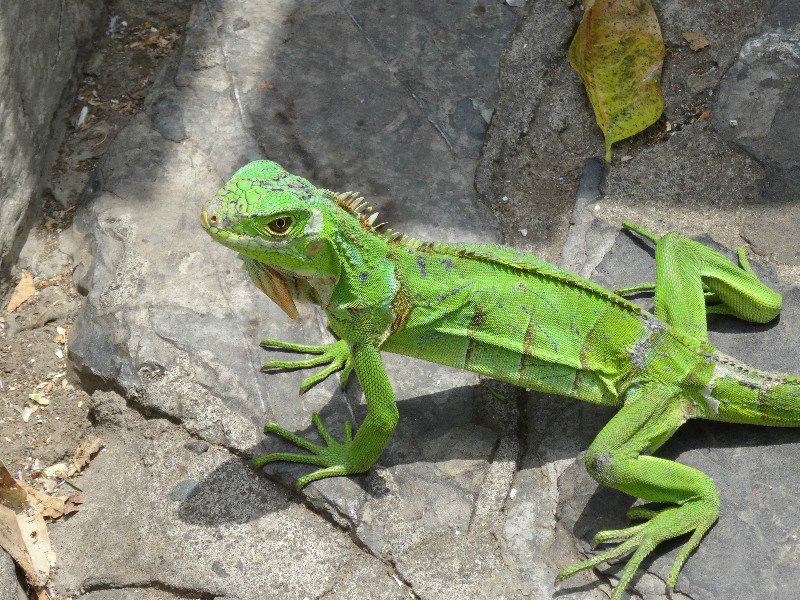 representative of an unknown species among all the iguanas