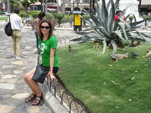 At the iguana park