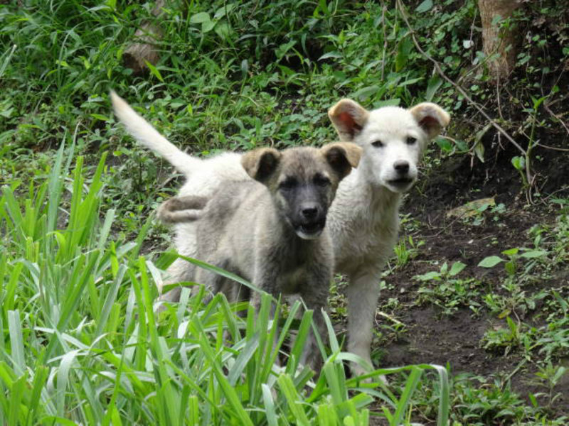 Baños - Puppies guarding
