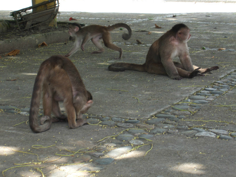 more monkey activity