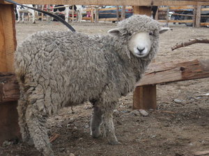 Quilotoa - sheep