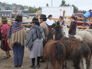 Quilotoa - the animal market