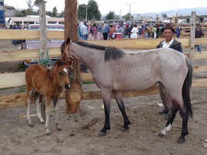 Quilotoa - mules for sale