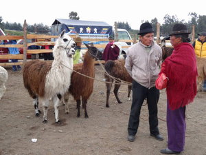 Quilotoa - lamas and local people