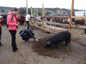 Quilotoa - big pig