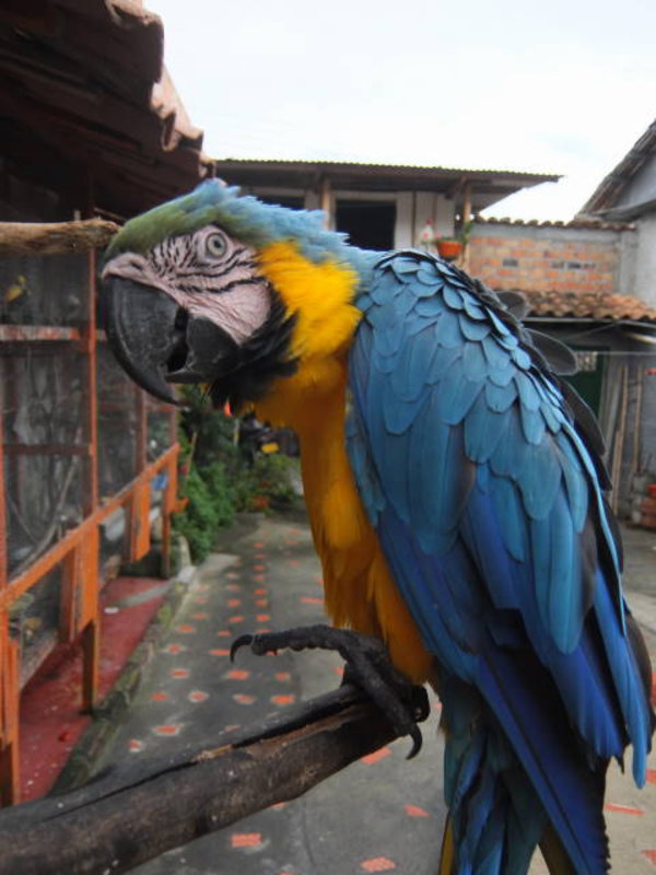 Popayan - one of the local parrots