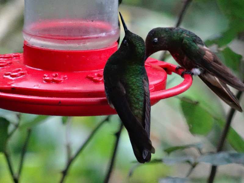 two more humming birds