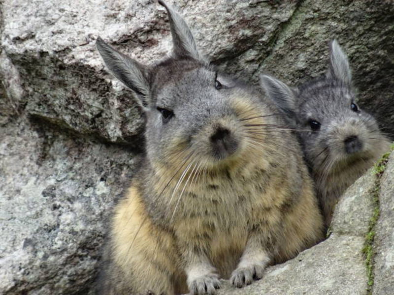 Machu Picchu - some kind of chinchilla or rabbit