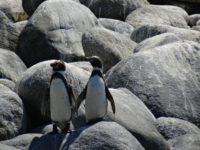 penguins holding hands