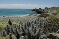 cacti on the Isla de Damas