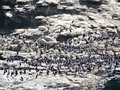 colony of sea birds