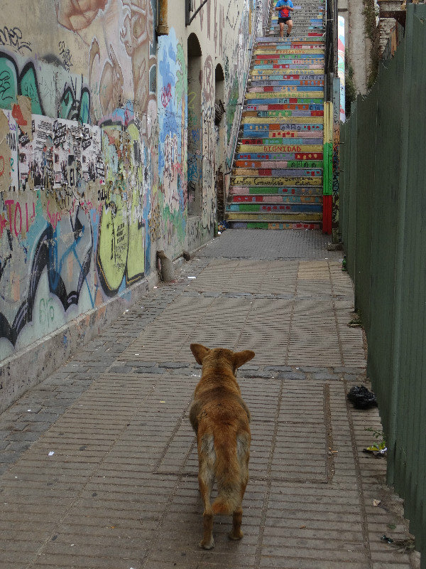 another set of stairs and one of the hundreds of street dogs