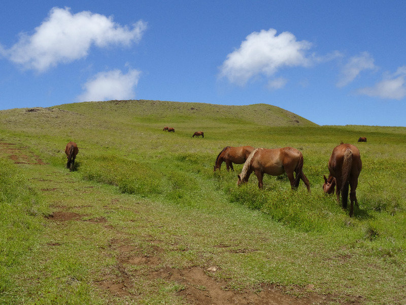 hiking the green hills with only wild horses as company