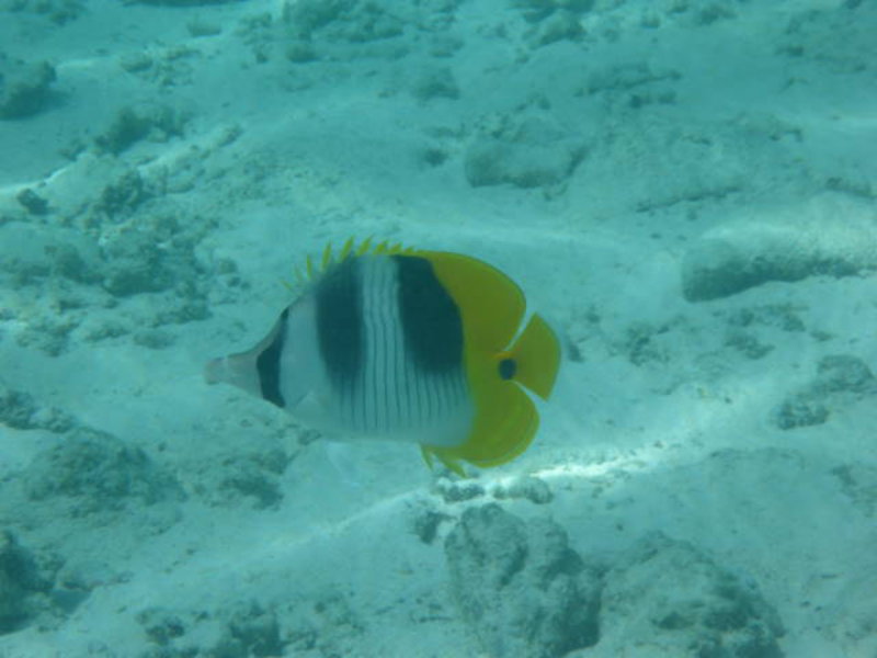 Maupiti - Butterflyfish