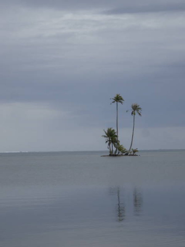 Raiatea - palm island