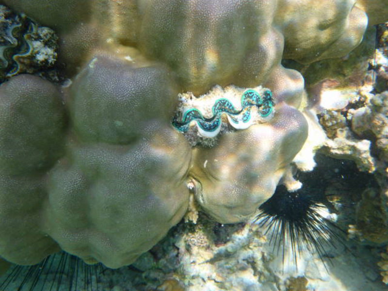 Raiatea - Corals clams and sea urchins