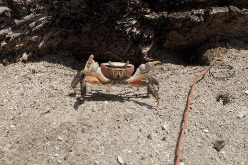 Raiatea - crab