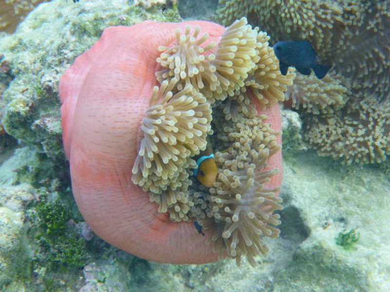 Huahine - Nemo found