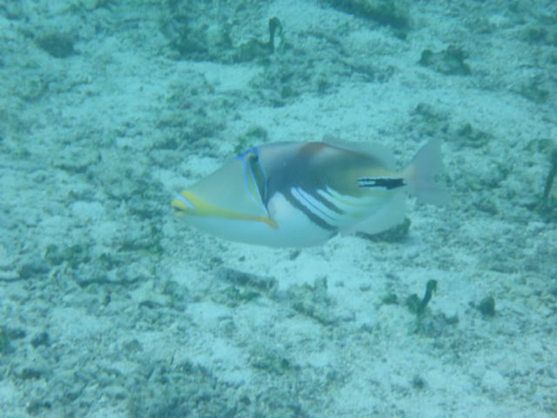 Huahine - triggerfish