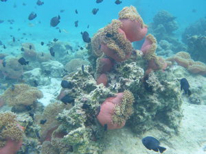 Huahine - an underwater view