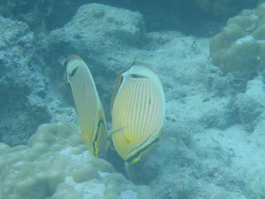 Huahine - another butterflyfish