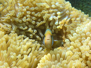 Huahine - another clownfish