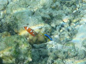 Huahine - colorful small fish