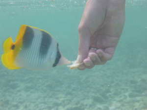 Huahine - feeding the butterflyfish