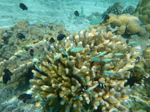 Huahine - in the coral garden