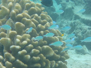 Huahine - more from the coral garden