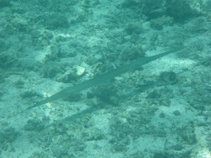 Huahine - one meter of fish