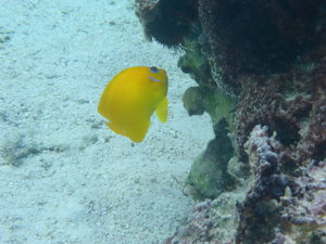 Huahine - yellow fish