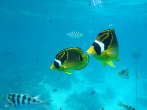 Bora Bora - butterfly fish
