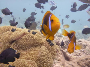 Bora Bora - clown fish