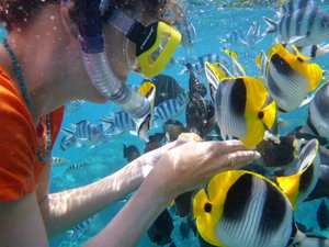 Bora Bora - feeding the fish