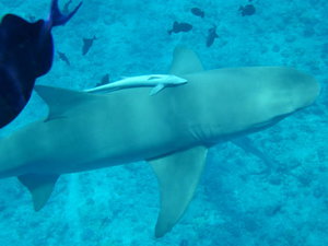 Bora Bora - lemon shark below
