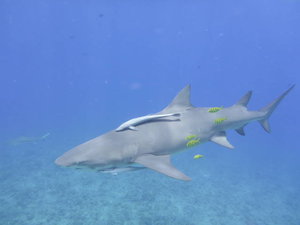Bora Bora - lemon shark with hangarounds
