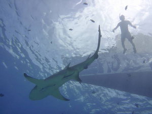 Bora Bora - shark (and yours truly) from below