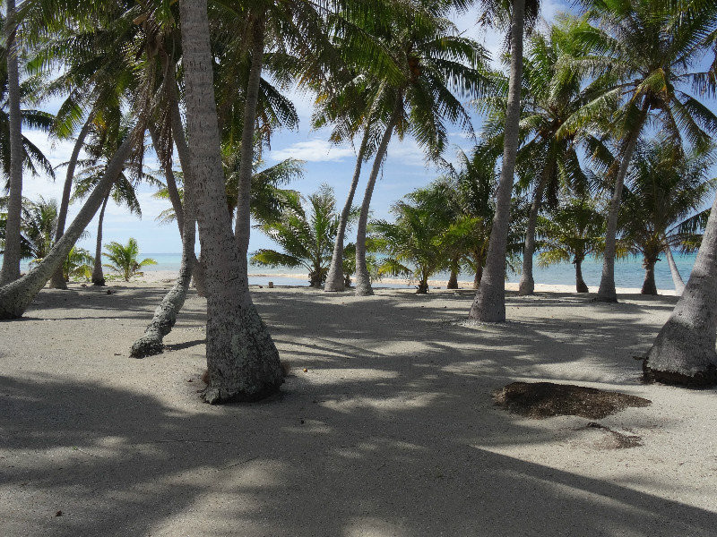 palm tree filled beach