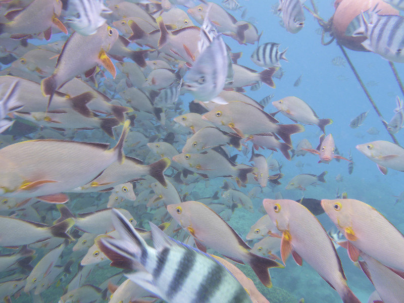 a huge flock of fish hung next to our boat during our Rangiroa snorkeling trip