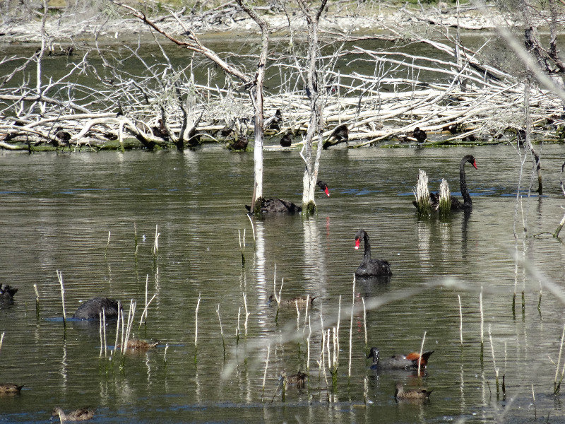 black swans, among other birds