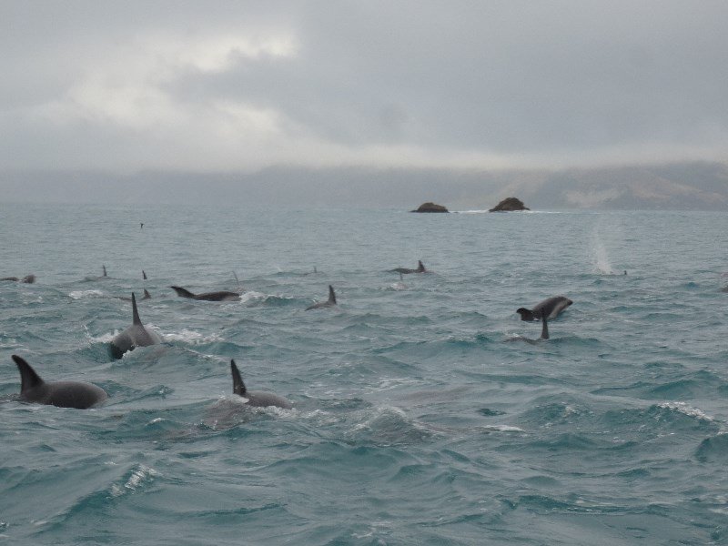 those dolphins were so hard to photograph, being so quick in their moves