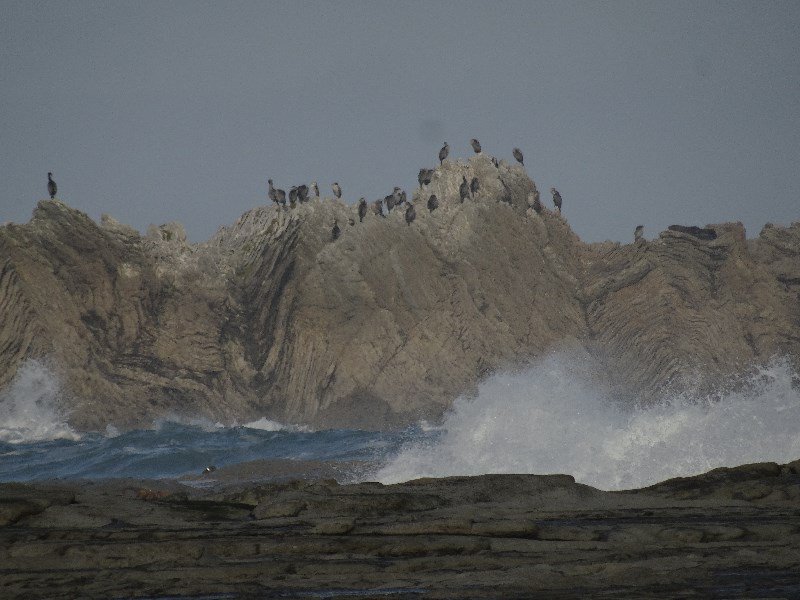 a small island inhabited by birds at Kaikoura