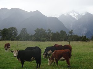 cows pasturing in gorgeous scenery