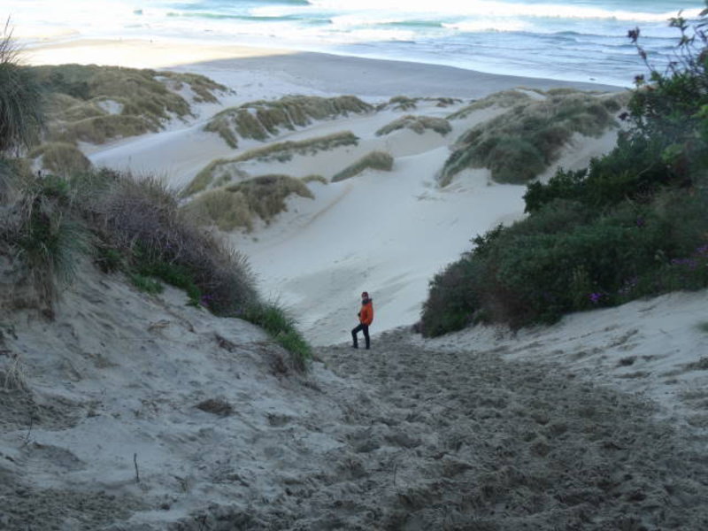 Dunedin - in the dunes
